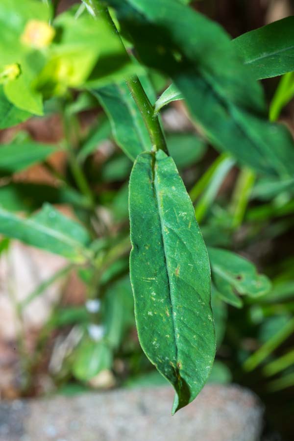 Euphorbia in faggeta - Euphorbia dulcis